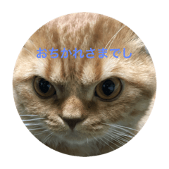 [LINEスタンプ] ハル親方