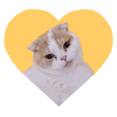 [LINEスタンプ] 愛すべきネコたちの日常