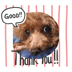 [LINEスタンプ] 癒しの愛犬スタンプ