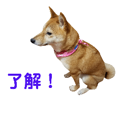 [LINEスタンプ] 柴犬ももちゃん part.4