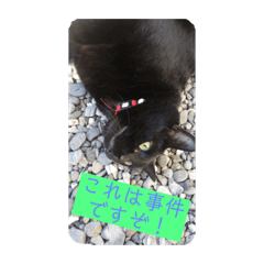 [LINEスタンプ] 猫だくさん vol.1