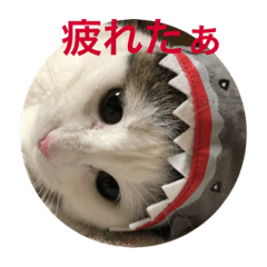 [LINEスタンプ] 私の可愛い猫