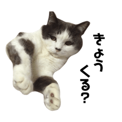 [LINEスタンプ] ウチのしろ、時々チビ
