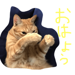 [LINEスタンプ] 丸ニャンズ