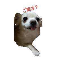 [LINEスタンプ] ちわっくすチロルの日常スタンプ