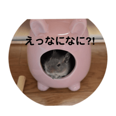 [LINEスタンプ] デグーのぐーちゃん1