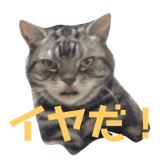 [LINEスタンプ] ぽこにゃん
