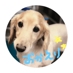 [LINEスタンプ] ミニチュアダックス❤︎