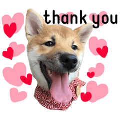 [LINEスタンプ] 柴犬ぽぽちゃん①