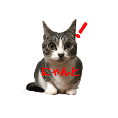 [LINEスタンプ] 可愛いうちの猫ちゃん