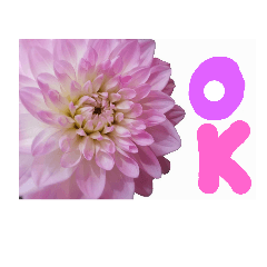 [LINEスタンプ] 花と日常〇使いやすい