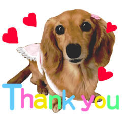 [LINEスタンプ] 可愛い ミニチュアダックス 英語スタンプ