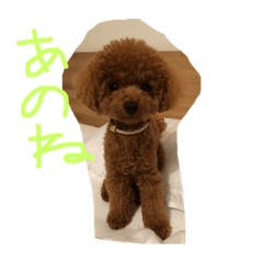 [LINEスタンプ] 犬が好きなメッセージ