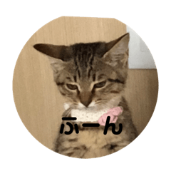 [LINEスタンプ] キジトラねこ
