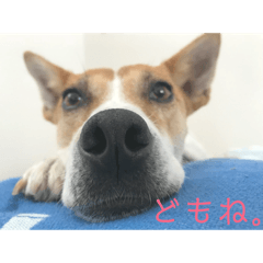 [LINEスタンプ] まつりちゃん。