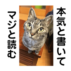 [LINEスタンプ] じょーくんらぶ2