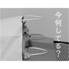 [LINEスタンプ] ネコねこ猫