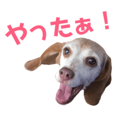 [LINEスタンプ] ビーグル犬 ヨーゼフ＆桃華