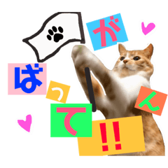 [LINEスタンプ] まるの日常〜猫好きのためのスタンプ〜