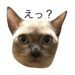 [LINEスタンプ] サンくんとくーちゃん