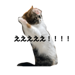 [LINEスタンプ] みけ猫マンチカン・ルルの日常