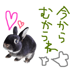 [LINEスタンプ] うさぎのまぐろ。