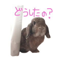 [LINEスタンプ] うさぎのわさび。