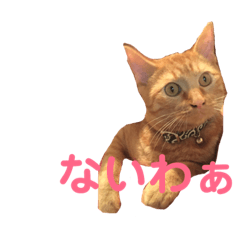 [LINEスタンプ] ねこの茶トらん1