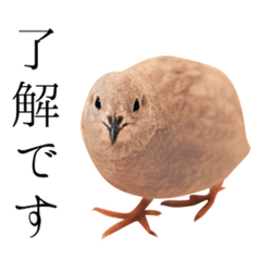 [LINEスタンプ] ヒメウズラのチュンバ