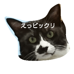 [LINEスタンプ] 猫のゴマ