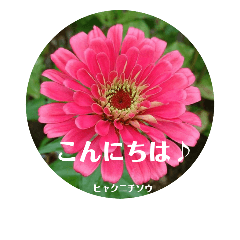 [LINEスタンプ] 夏の花のスタンプ