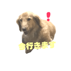 [LINEスタンプ] うちの子ペロちゃん♂改