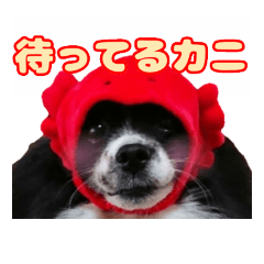 [LINEスタンプ] 愛犬スタンプ〜かぶりものver.①〜