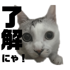 [LINEスタンプ] 愛猫さつき