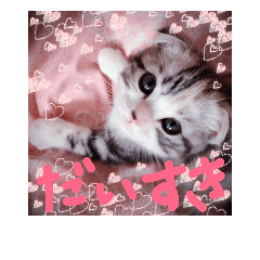 [LINEスタンプ] リアルにゃんこ （♥篇）
