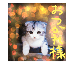 [LINEスタンプ] リアルにゃんこ(お仕事篇)