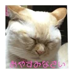 [LINEスタンプ] 猫ねこスタンプ