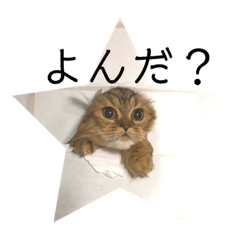[LINEスタンプ] おじゃという名のねこ。