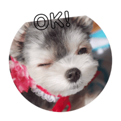 [LINEスタンプ] マルキーのえるん