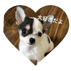 [LINEスタンプ] 犬のピノ