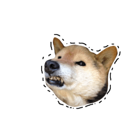 [LINEスタンプ] 髙橋家のイヌ