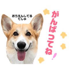 [LINEスタンプ] コーギーまろんくん2