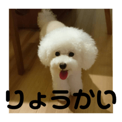 [LINEスタンプ] こんにちワンコ〜キキです。