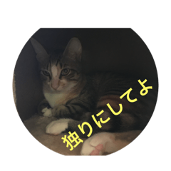 [LINEスタンプ] 仔猫のタマちゃん1