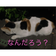 [LINEスタンプ] 三毛猫にゃにゃちゃん