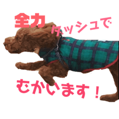 [LINEスタンプ] 我が家の小太郎くん