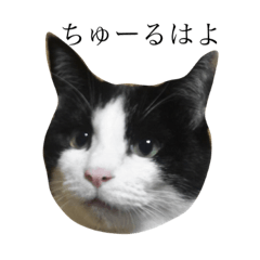 [LINEスタンプ] J の にゃんず