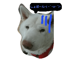 [LINEスタンプ] dog or LIFEの画像（メイン）