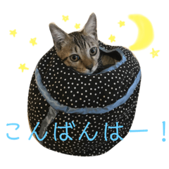 [LINEスタンプ] ゆず、すい、こはく