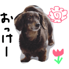 [LINEスタンプ] ロングなココア